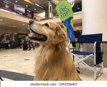 Minneapolis, Minnesota - May 7, 2019: A Golden Retriever Dog, Part Of The MSP Airport Animal Ambassador Program, Waits For Passengers To Pet The Emotional Support Dog While Traveling