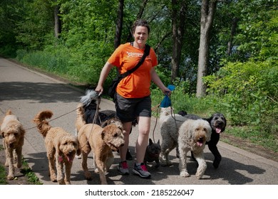 MINNEAPOLIS, MINNESOTA USA - MAY 25, 2021: Woman Dog Walker With 7 Dogs On The Lake Harriet Pathway.