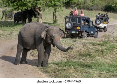 762 Jeep safari sri lanka Images, Stock Photos & Vectors | Shutterstock