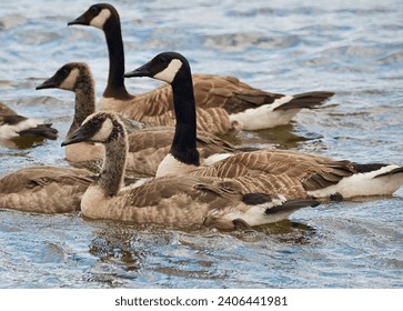 Minnesota Family of Canada Geese Branta canadensis Swimming