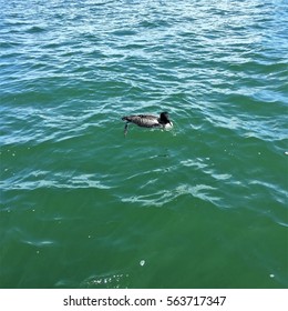 Minnesota Loon