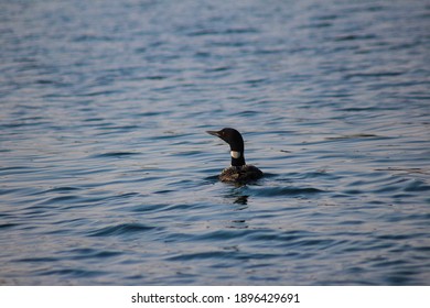 Minnesota Loon In Blue Lake