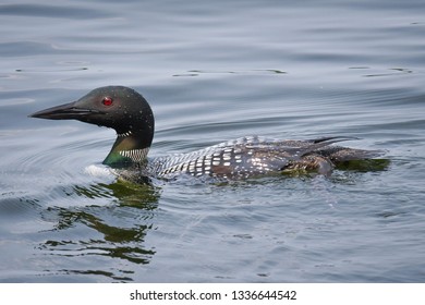 Minnesota Loon On Dumbell Lake