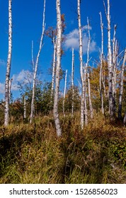 Minnesota North Shore Drive In Autumn: Birch Trees