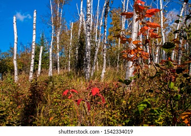 Minnesota North Shore Drive In Autumn With Birch Trees