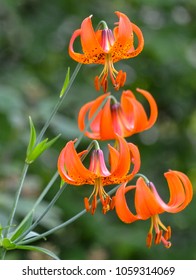 Minnesota Wild Tiger Lily blooming in ditch