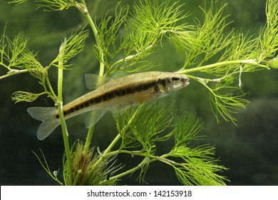 Minnow, Phoxinus Phoxinus, Single Fish In Water, Midlands, September 2010