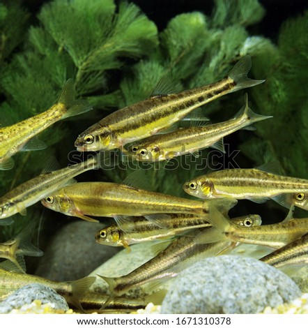 Minnow, phoxinus phoxinus    underwater view