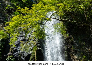 Mino Falls, Where The Fresh Green Of May Is Beautiful