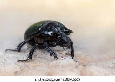 Minotaur Beetle - Typhaeus Typhoeus