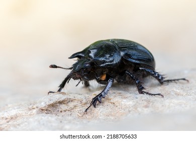 Minotaur Beetle - Typhaeus Typhoeus