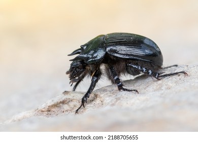 Minotaur Beetle - Typhaeus Typhoeus