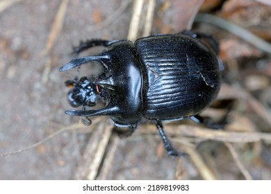 Minotaur Beetle (Typhaeus Typhoeus), A Dung Beetle.