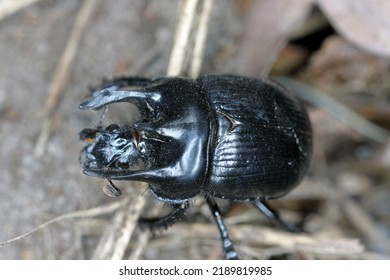 Minotaur Beetle (Typhaeus Typhoeus), A Dung Beetle.