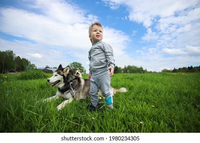 MINSK. BELARUS: 21.05.2021 - Child And Husky In Green Grass On The Background Of Blue Sky With Clouds. 