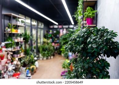 Minsk, Belarus - Dec 20, 2021: interior of a florist shop with a refrigerator for flowers and potted plants, photography with depth of field, focus in the foreground