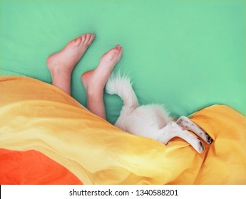 Mint background. Feet of a boy or girl and a dog's paw on a bed against the bedsheet in neo mint color. Kid and  dog is sleeping at home together. Boy and his pet dog best friends in the bedroom.