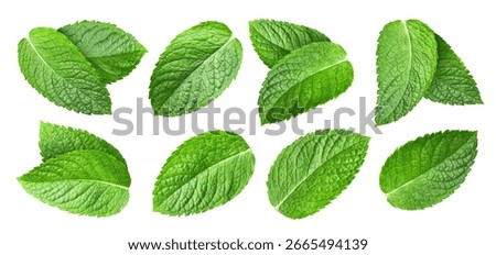 Mint collection. Mint with clipping path isolated on a white background. Fresh organic peppermint. Full depth of field