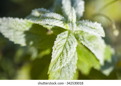 Mint covered with frost, close-up