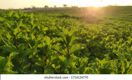 Mint crop field and green mint leaves with beautiful sunrise lights