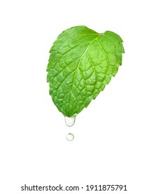 Mint Essential Oil Dripping From Fresh Leaf Isolated On White Background. Clipping Path.