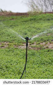 Mint Field Irrigation By Fountain System, Young Mint Field Irrigation,high Tech Farming