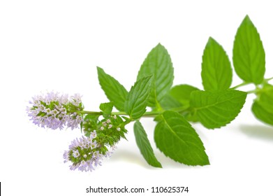 Mint Flower Isolated On White