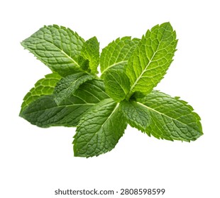 Mint Fresh Mint Sprigs Front Three Quarter Persp Isolated On White Background
