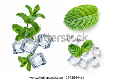 Mint, fresh and vibrant, is a versatile herb perfect for culinary and medicinal uses, offering a cool, refreshing flavor