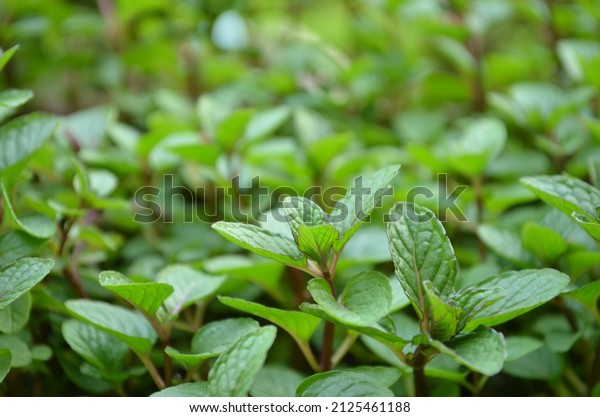 Mint is a genus\
of plants in the family Lamiaceae. Mints are aromatic, almost\
exclusively perennial herbs. Propagation fast growing plant needs\
little care medicinal plant.\
Food.