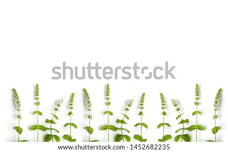 Similar – cress forest Cress Grass