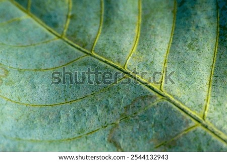 Mint green Leaf texture.Leaf macro view. Macro nature.Closeup of leaves. Foliage background.Plant backdrop.Leaf surface textures.Dry leaves pattern.Eco focus backdrop or wallpaper.Fall colors leaves.