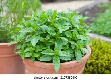 Mint Growing In A Plant Pot. Fresh Green Mint (mentha Spicata) In A Herb Garden, UK