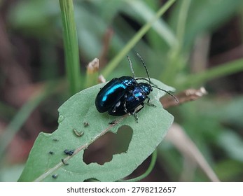 mint leaf beetles on green leaves in the morning. insects of the type Chrysolina coerulans