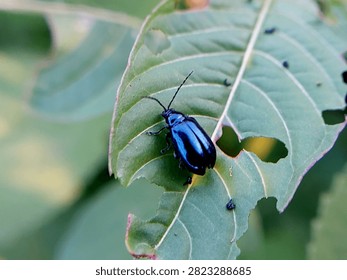 mint leaf beetles on green leaves in the morning. insects of the type Chrysolina coerulans