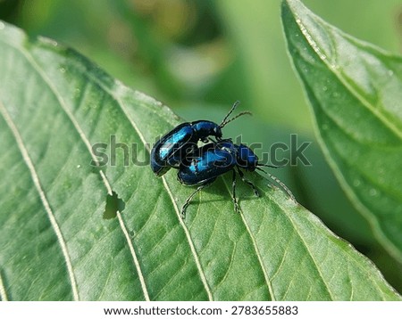 mint leaf beetles on green leaves in the morning. insects of the type Chrysolina coerulans