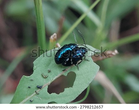 mint leaf beetles on green leaves in the morning. insects of the type Chrysolina coerulans