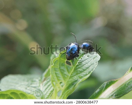mint leaf beetles on green leaves in the morning. insects of the type Chrysolina coerulans