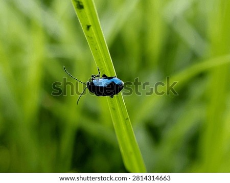 mint leaf beetles on green leaves in the morning. insects of the type Chrysolina coerulans