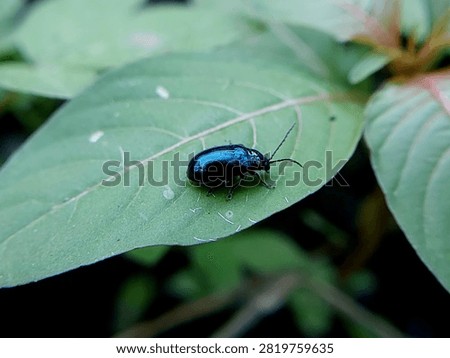 mint leaf beetles on green leaves in the morning. insects of the type Chrysolina coerulans