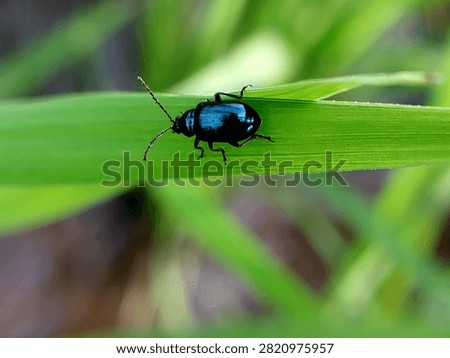 mint leaf beetles on green leaves in the morning. insects of the type Chrysolina coerulans