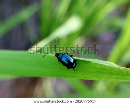 mint leaf beetles on green leaves in the morning. insects of the type Chrysolina coerulans