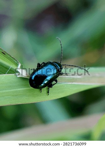 mint leaf beetles on green leaves in the morning. insects of the type Chrysolina coerulans