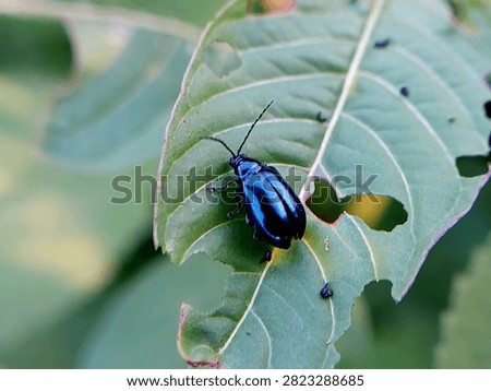 mint leaf beetles on green leaves in the morning. insects of the type Chrysolina coerulans