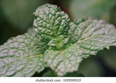 mint leaf close up look