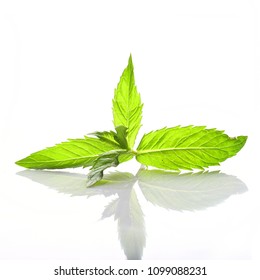 Mint leaf close up macro