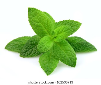 Mint Leaf Close Up On A White Background