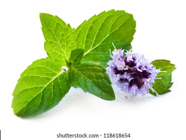 16,263 Peppermint Flower Images, Stock Photos & Vectors | Shutterstock