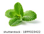 Mint leaf. Fresh mint on white background. Mint leaves isolated. Full depth of field. Perfect not AI mint leaf, true photo.