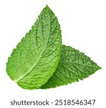 Mint leaf. Fresh mint on white background. Mint leaves isolated. Full depth of field